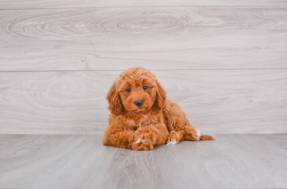 Petite Mini Goldendoodle Poodle Mix Pup