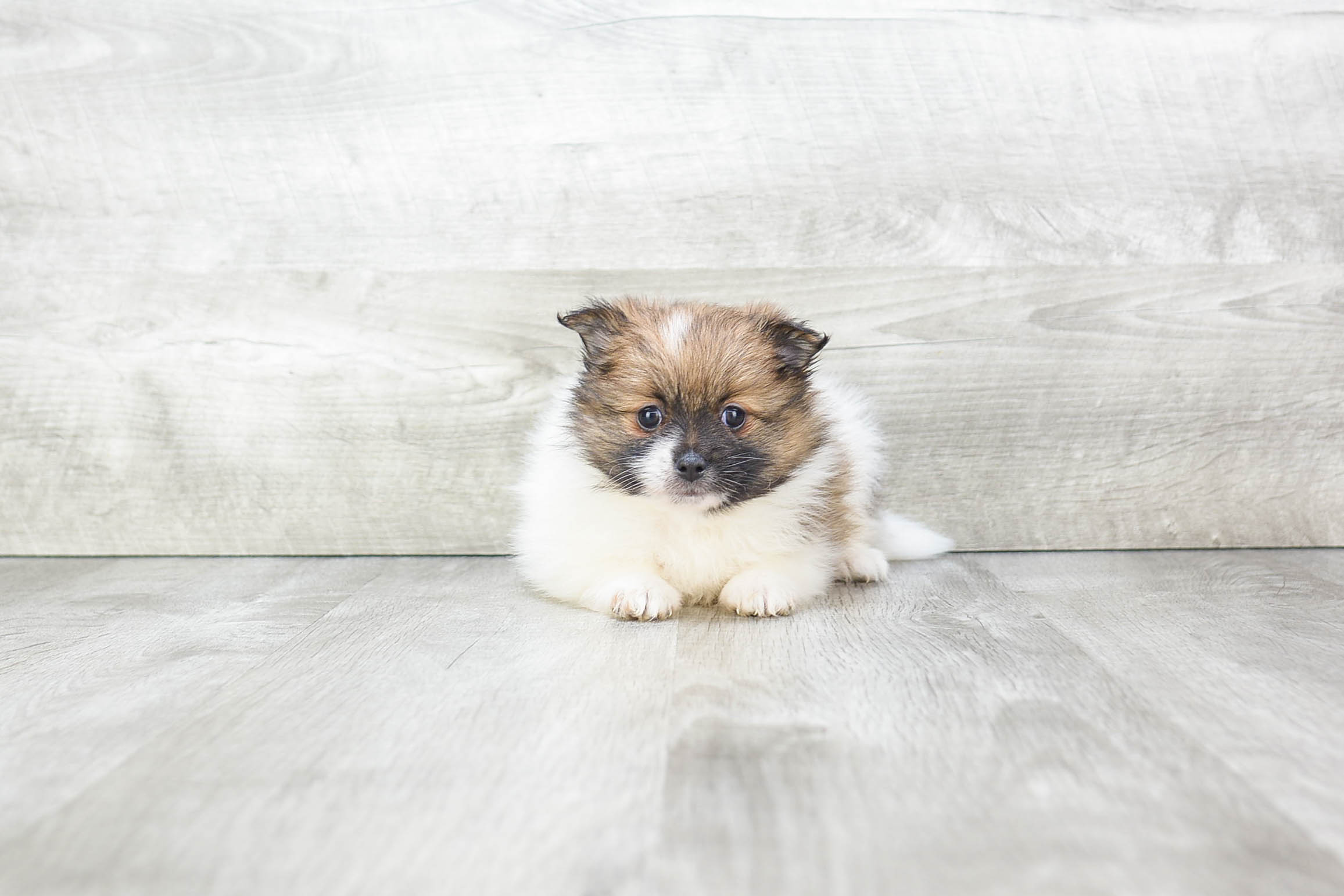 Best Pomeranian Baby