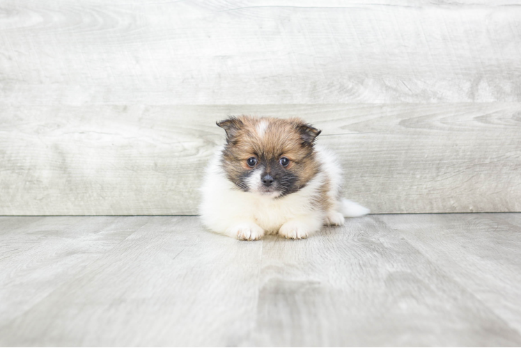 Best Pomeranian Baby