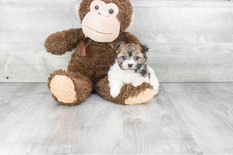 Best Havanese Baby