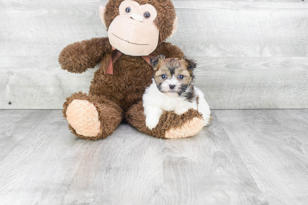 Best Havanese Baby