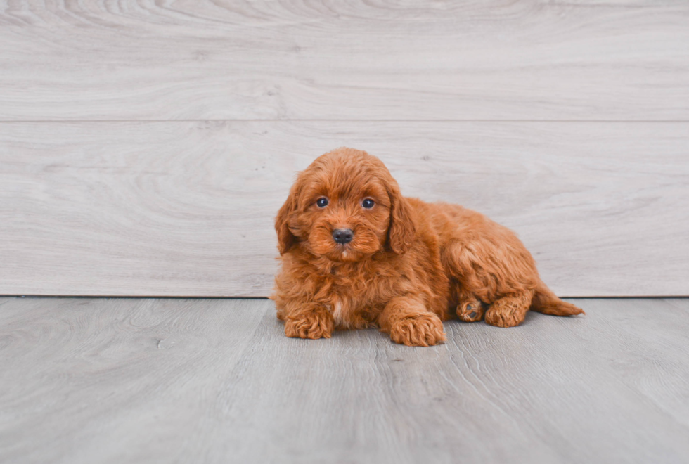 Playful Golden Retriever Poodle Mix Puppy