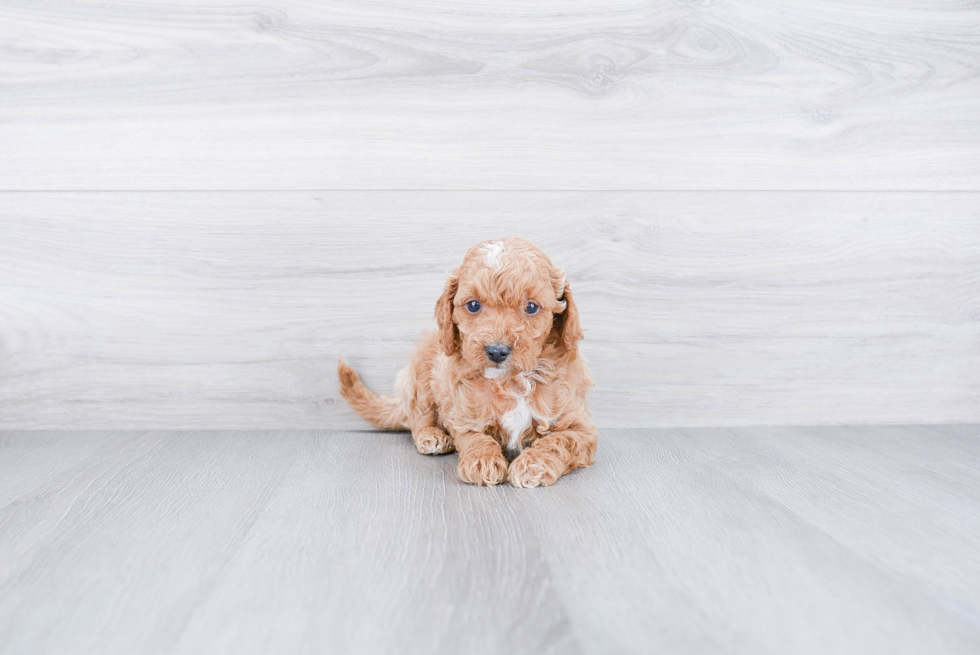 Cavapoo Puppy for Adoption