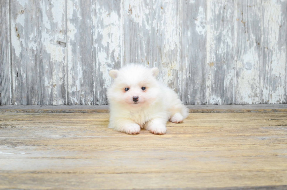 Cute Pomeranian Purebred Puppy