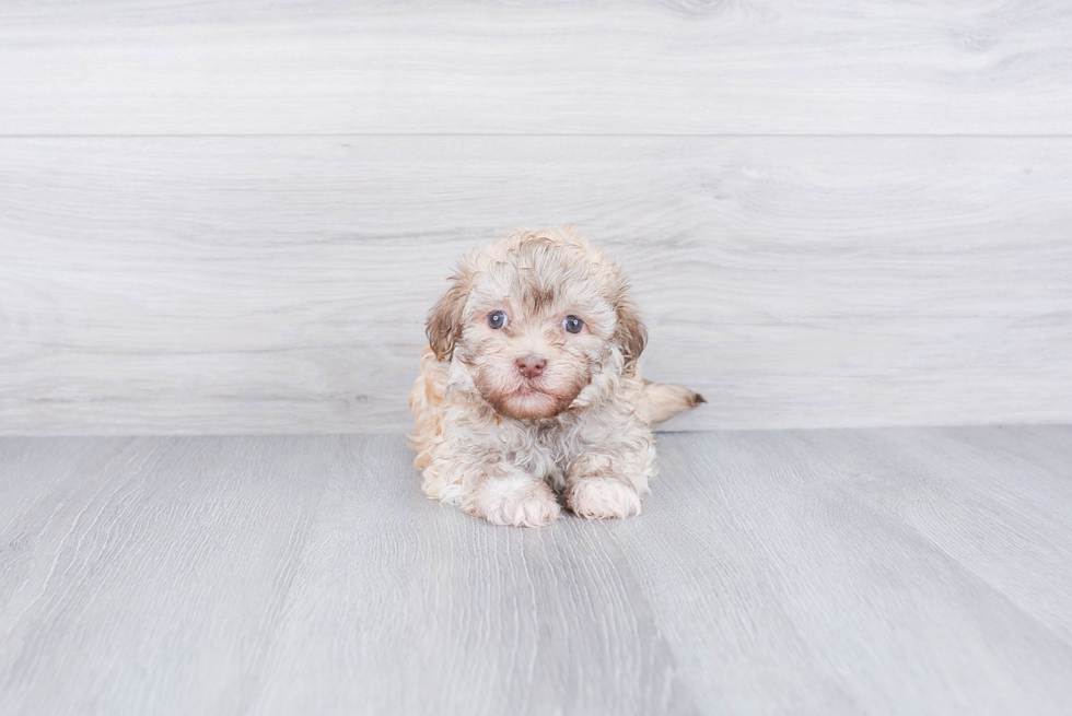 Playful Havanese Purebred Pup