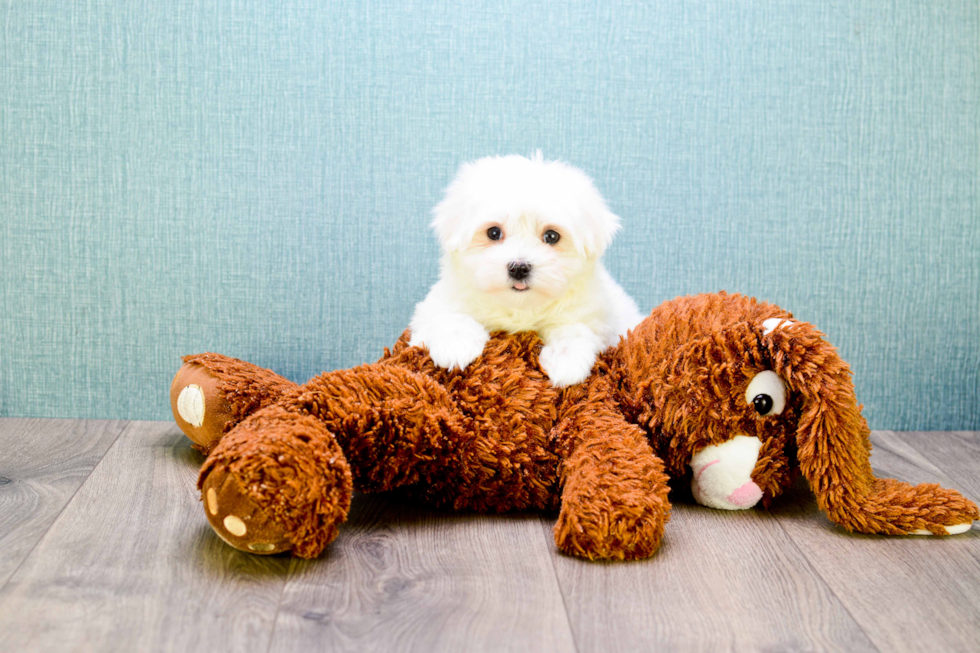 Maltese Puppy for Adoption