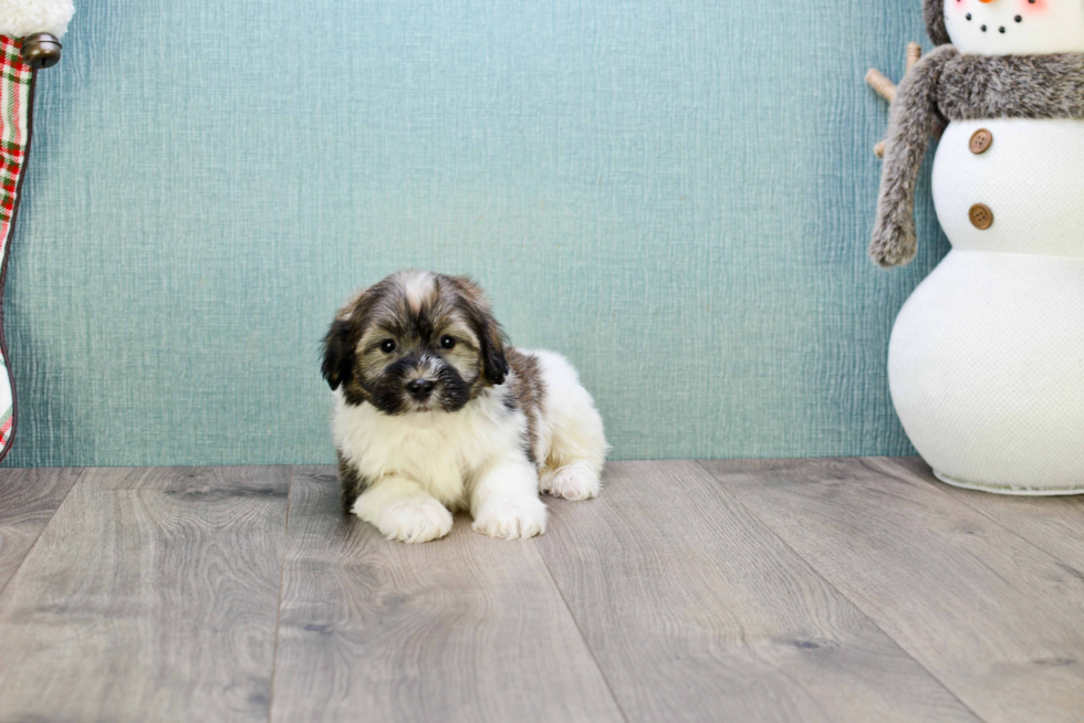 Fluffy Havanese Purebred Puppy