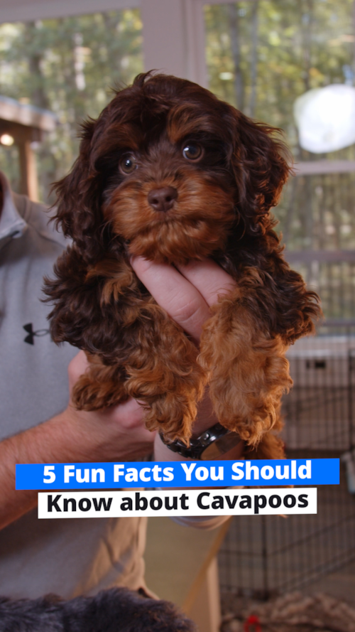 Premier Pups Here are 5 fun facts about one of our most loved breeds! Trending Video