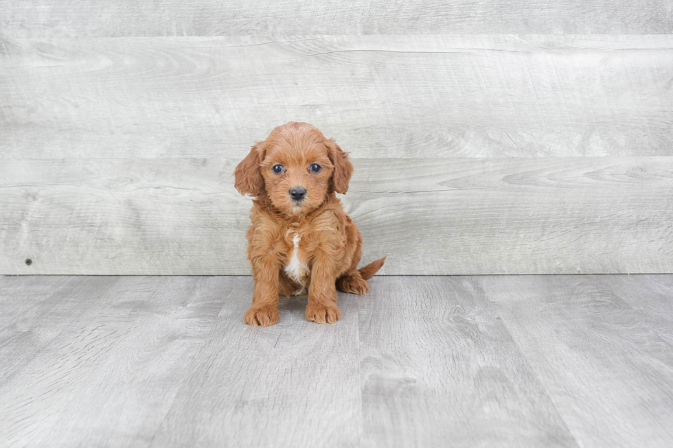 Mini Goldendoodle Puppy for Adoption