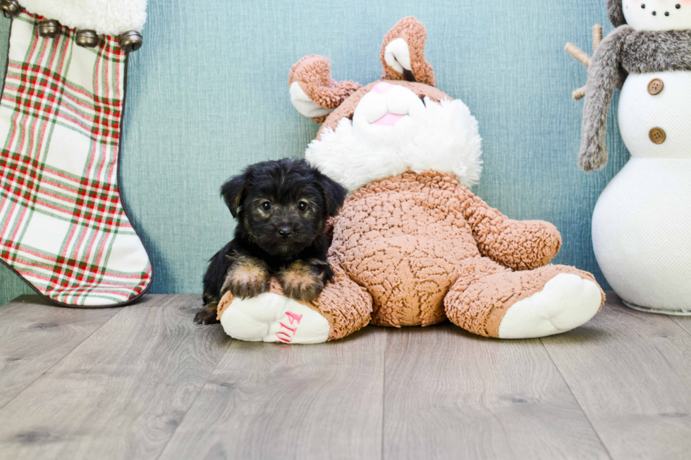 Morkie Pup Being Cute