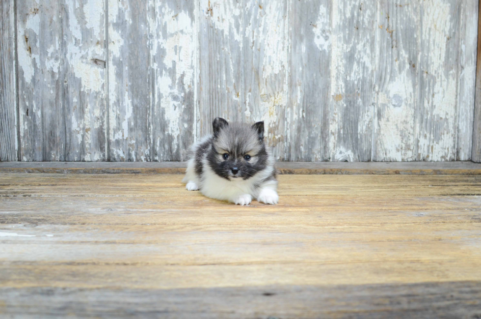 Pomeranian Puppy for Adoption