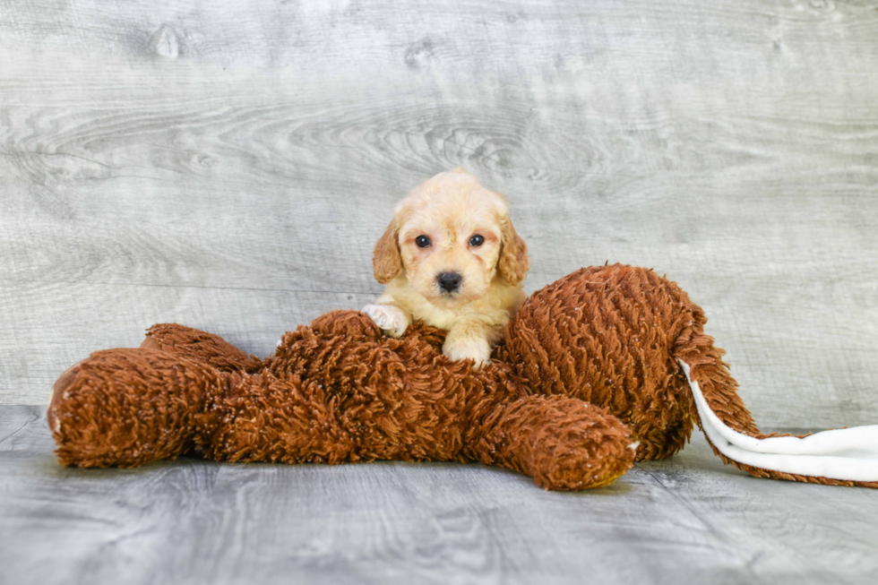 Best Mini Goldendoodle Baby