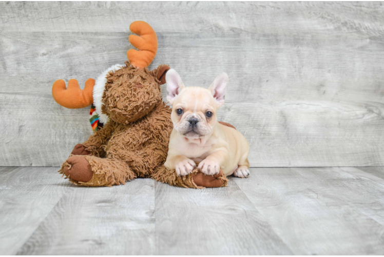 French Bulldog Puppy for Adoption