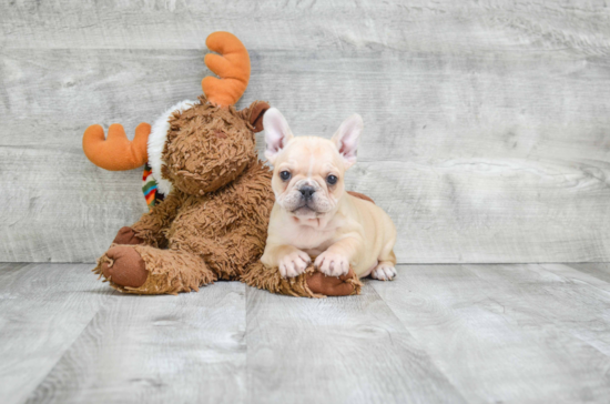 French Bulldog Puppy for Adoption