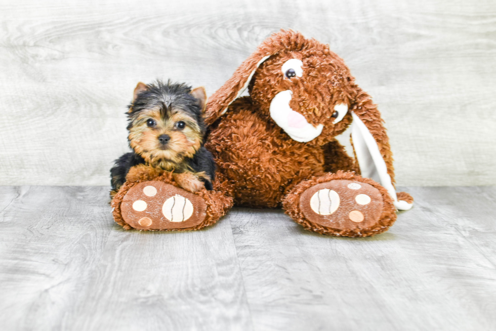 Meet Tinkerbell - our Yorkshire Terrier Puppy Photo 