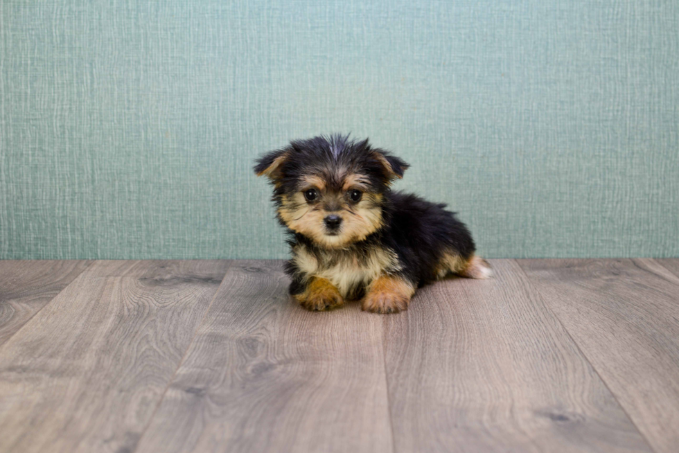 Morkie Pup Being Cute