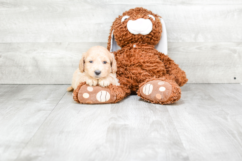 Best Mini Goldendoodle Baby