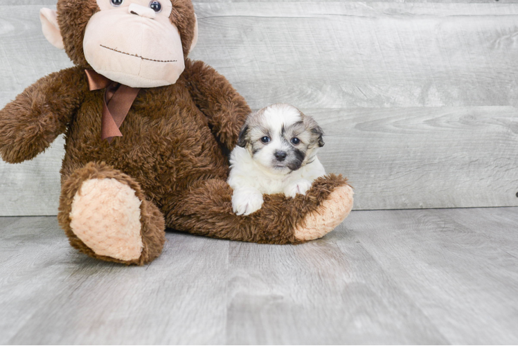 Popular Teddy Bear Designer Pup