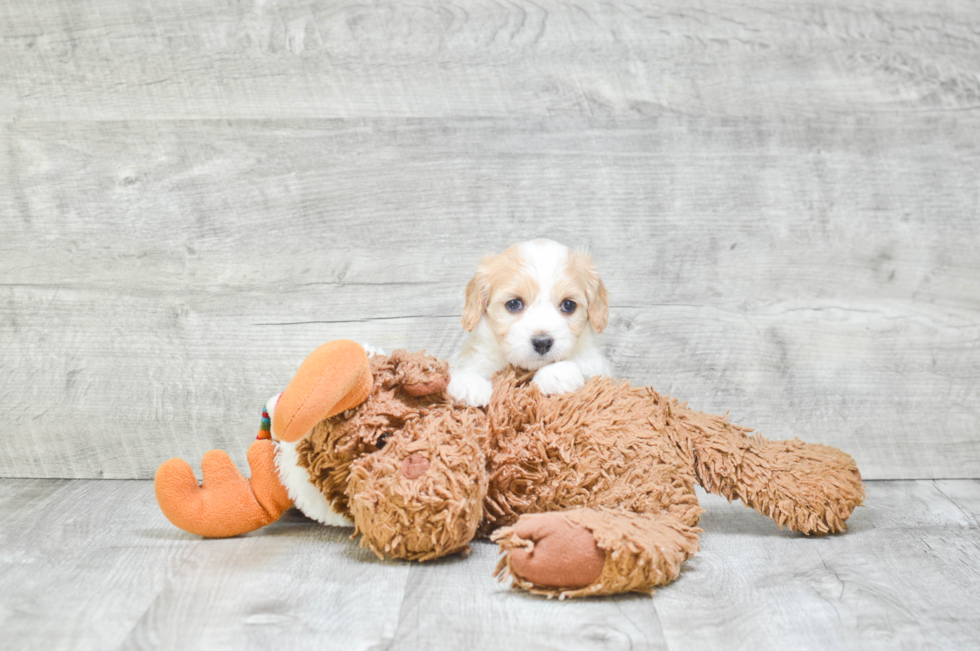 Hypoallergenic Cavalier Designer Puppy