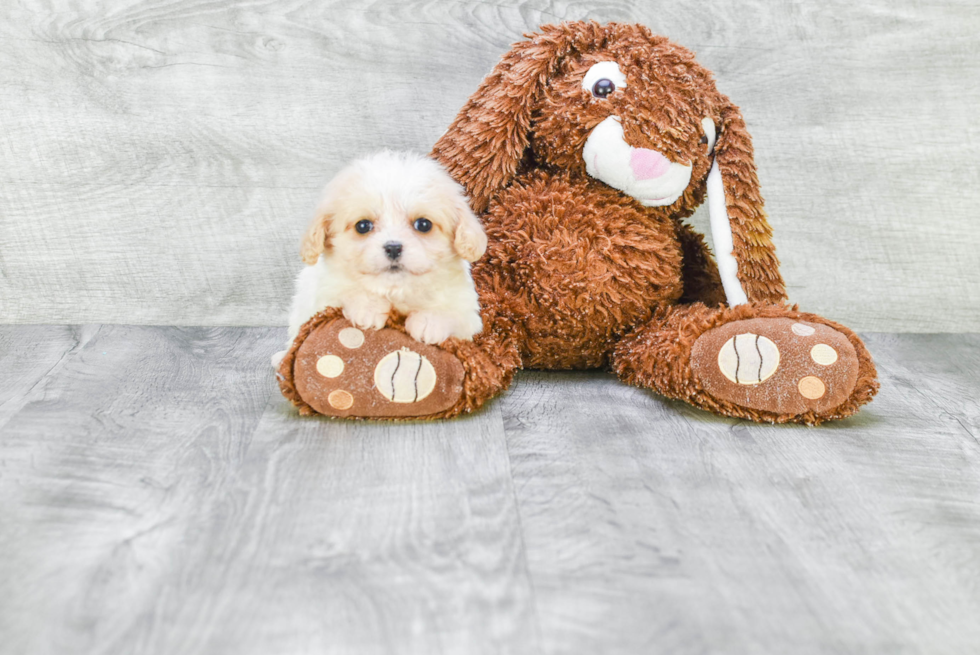 Cavachon Puppy for Adoption