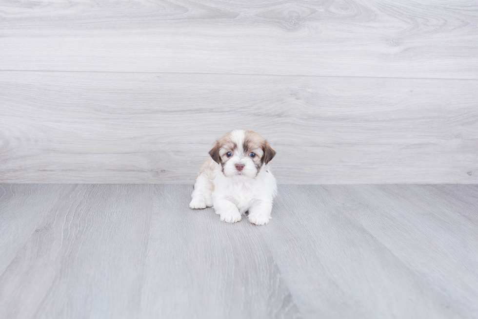 Havanese Puppy for Adoption