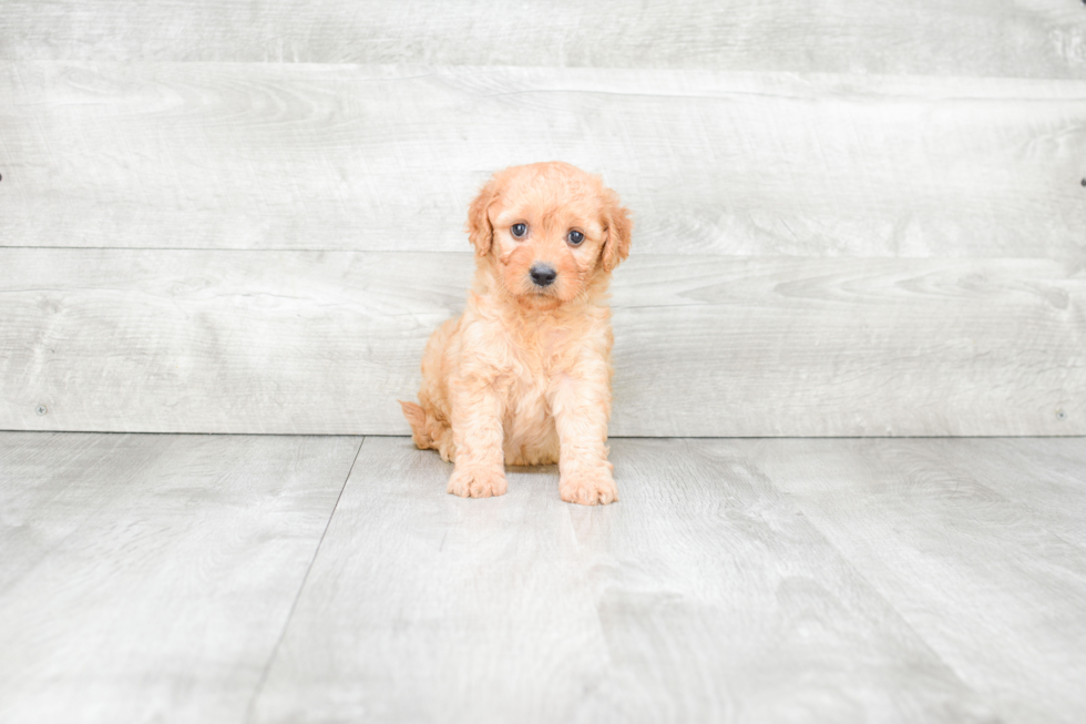 Small Mini Goldendoodle Baby