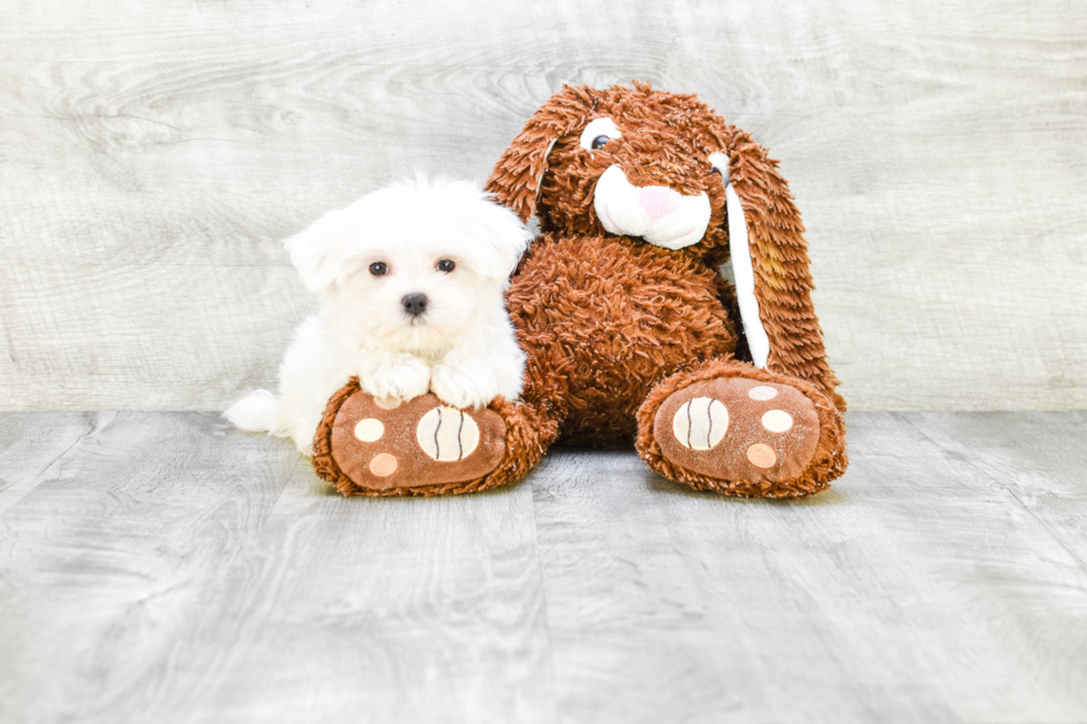 Maltese Pup Being Cute