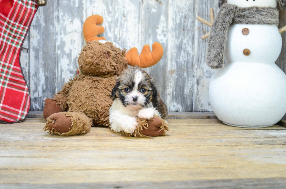 Happy Teddy Bear Baby