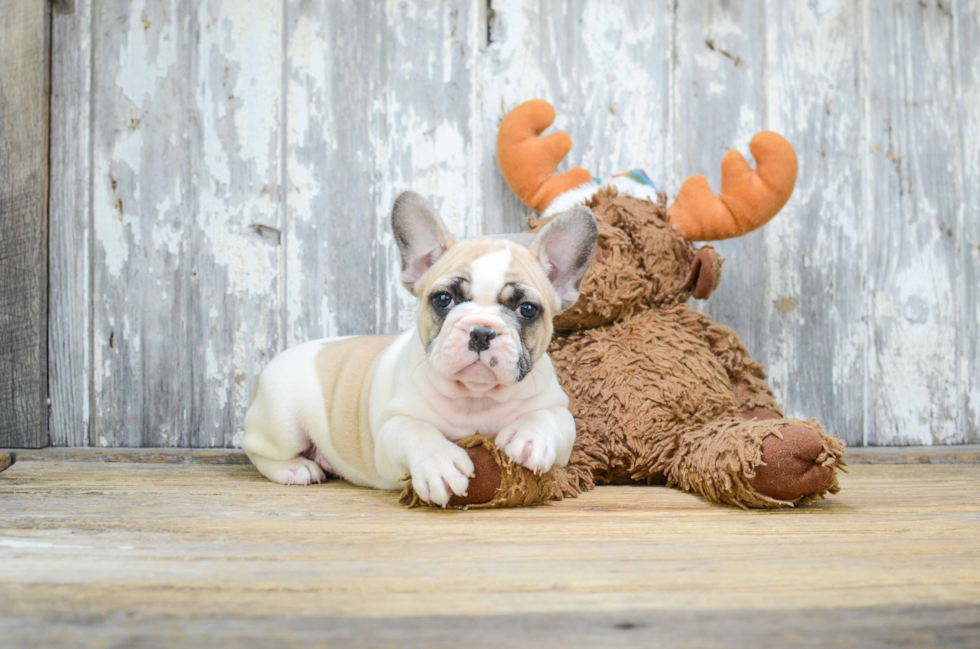 French Bulldog Pup Being Cute