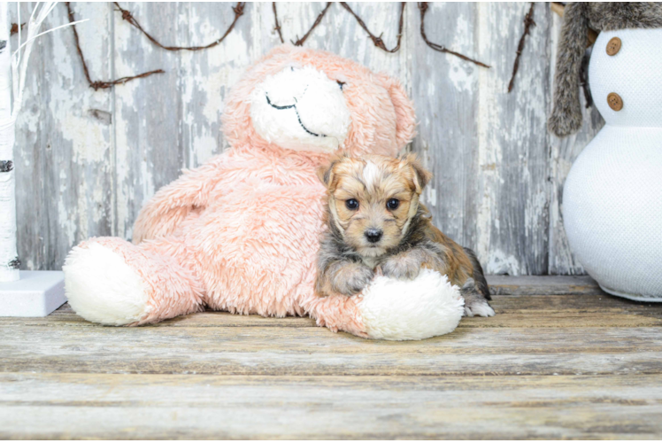 Morkie Pup Being Cute