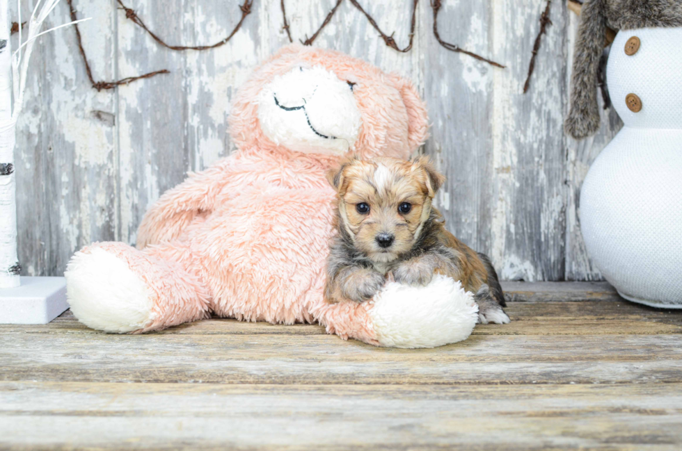 Morkie Pup Being Cute