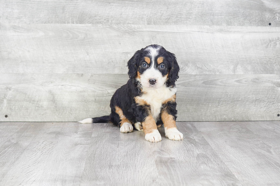 Best Mini Bernedoodle Baby