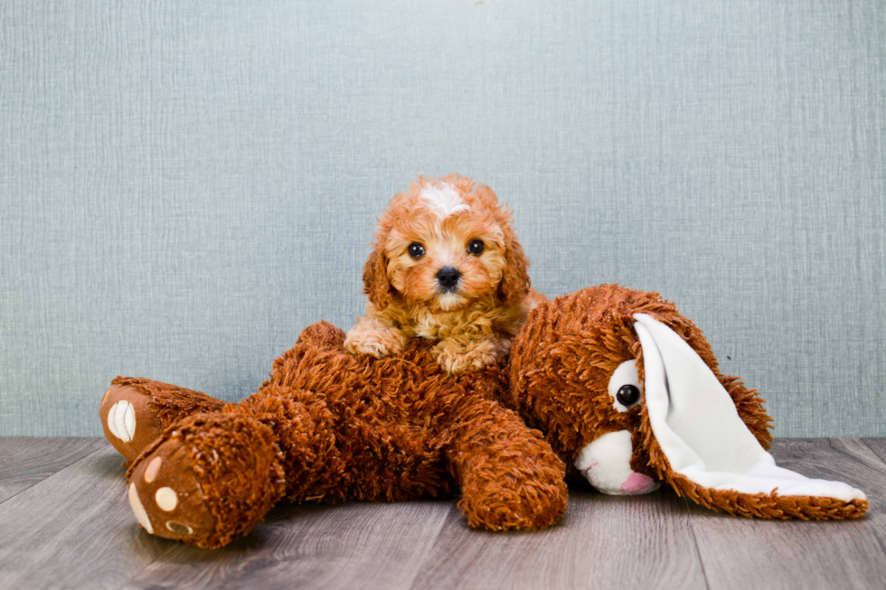 Hypoallergenic Cavoodle Poodle Mix Puppy