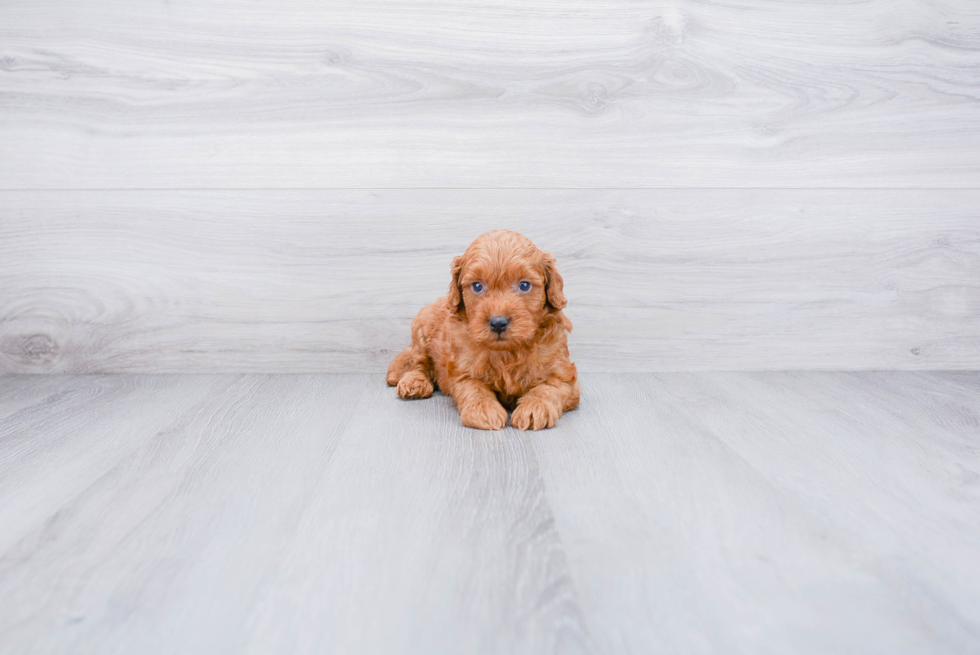 Popular Mini Goldendoodle Poodle Mix Pup