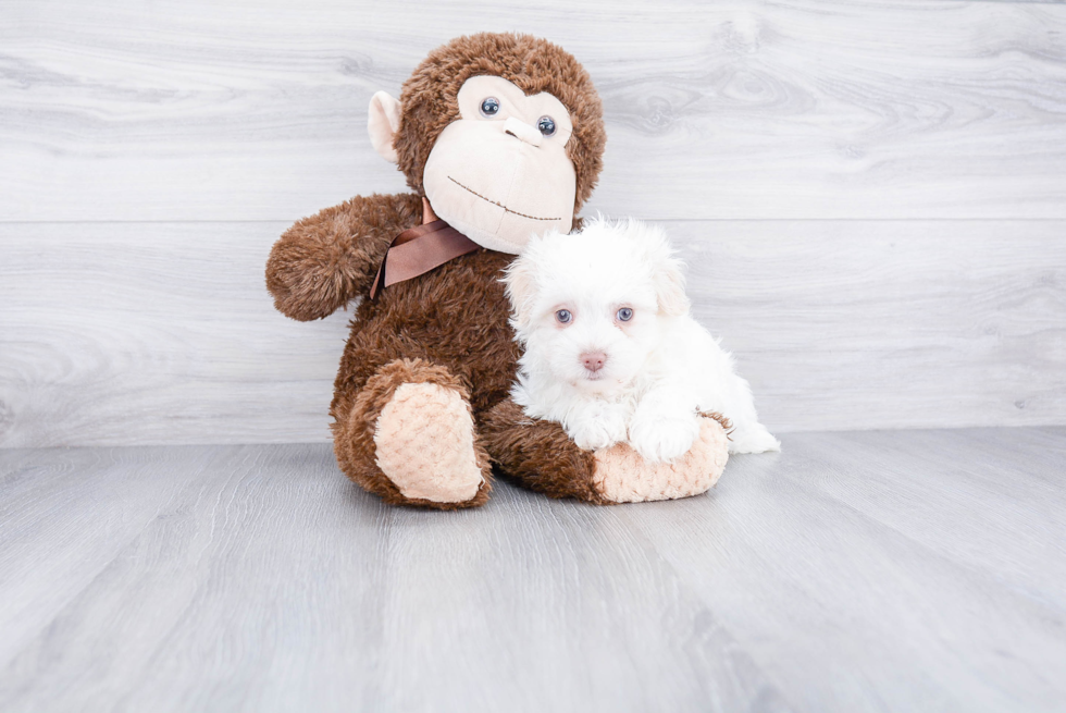 Hypoallergenic Havanese Baby
