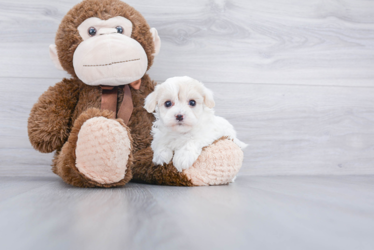 Havanese Pup Being Cute