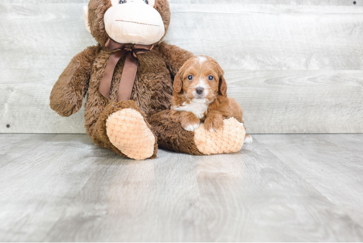 Hypoallergenic Cavoodle Poodle Mix Puppy