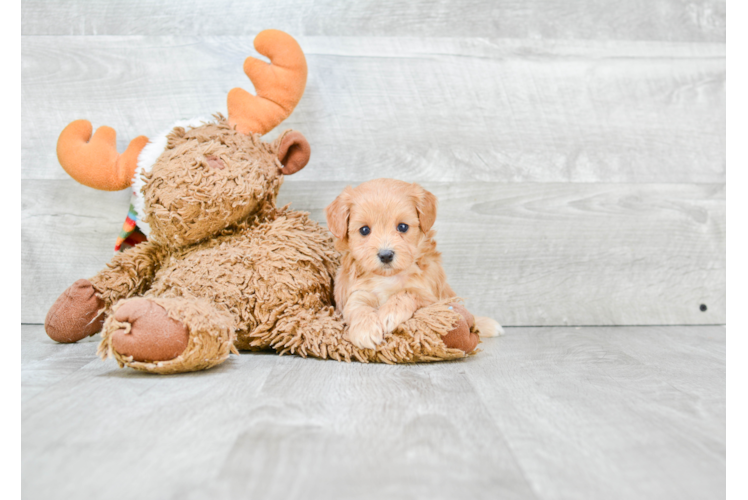 Cavapoo Pup Being Cute