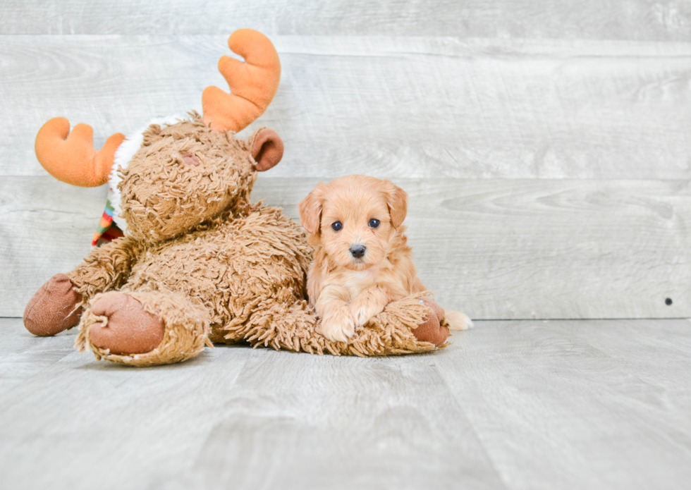 Cavapoo Pup Being Cute