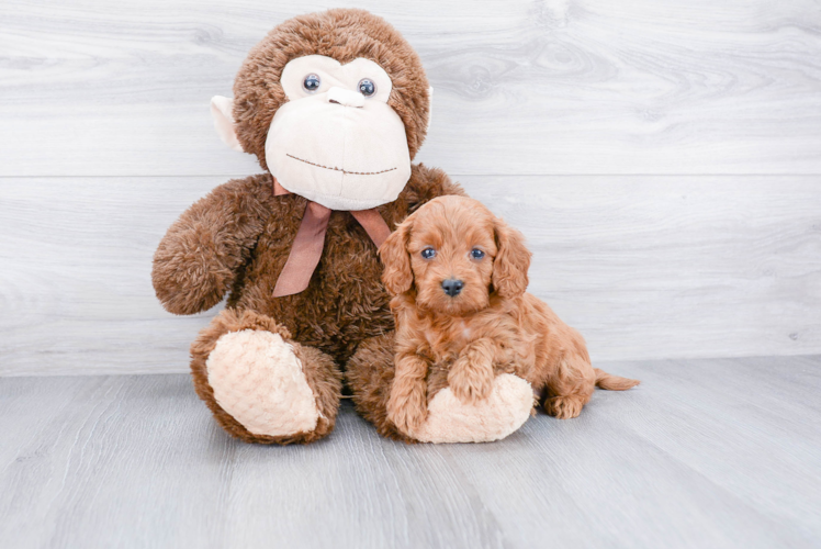 Mini Goldendoodle Puppy for Adoption