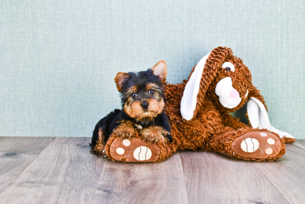 Meet Snickers - our Yorkshire Terrier Puppy Photo 