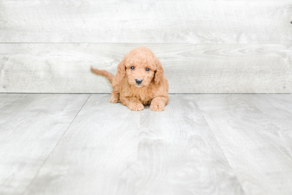 Mini Goldendoodle Pup Being Cute