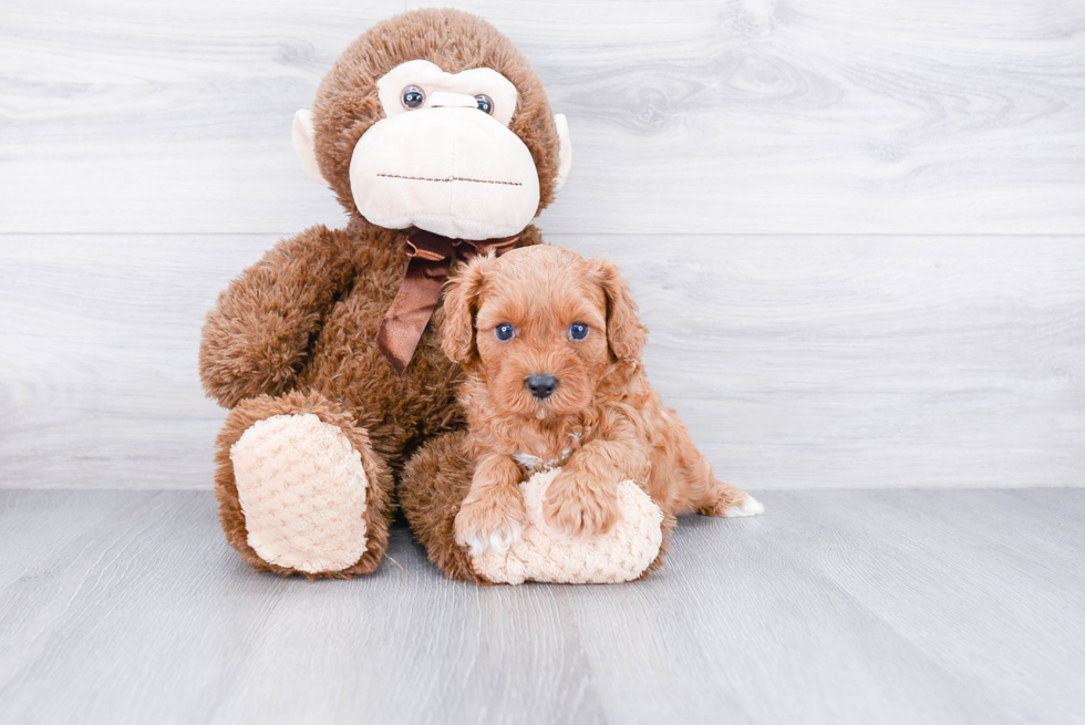 Best Cavapoo Baby