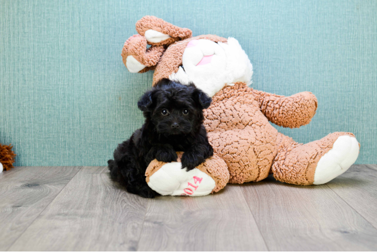 Fluffy Yorkie Poo Poodle Mix Pup