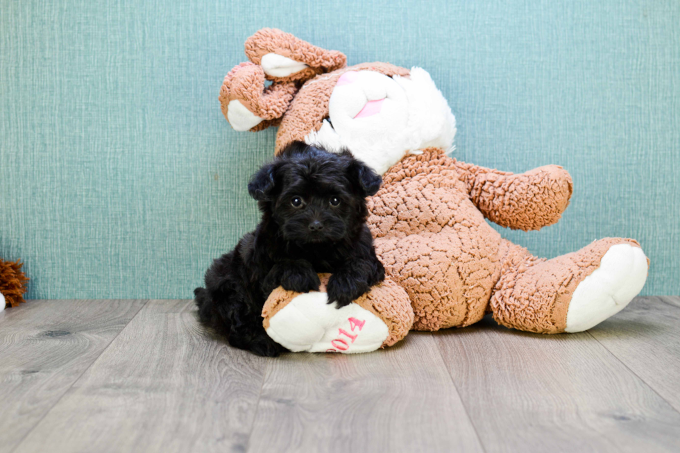 Fluffy Yorkie Poo Poodle Mix Pup
