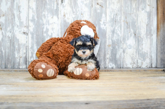 Little Yorkie Designer Puppy