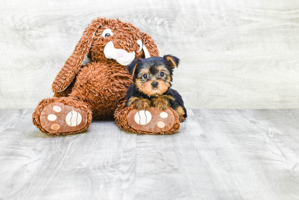 Meet Avery - our Yorkshire Terrier Puppy Photo 