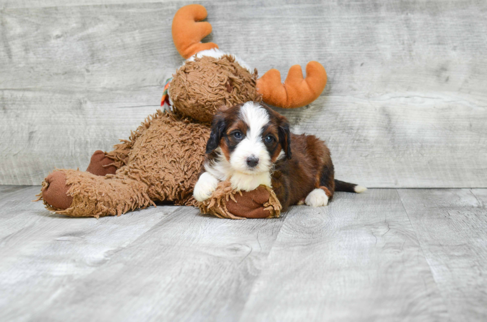 Cute Mini Bernedoodle Baby