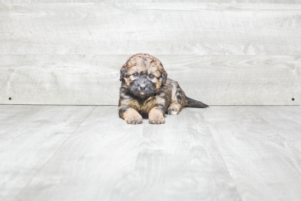 Mini Bernedoodle Puppy for Adoption