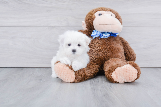 Fluffy Maltese Purebred Puppy